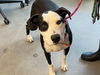 adoptable Dog in Mesa, AZ named PETEY