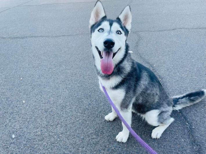 adoptable Dog in Mesa, AZ named SELENA