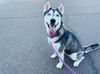 adoptable Dog in , AZ named SELENA