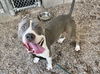 adoptable Dog in , AZ named SLADE