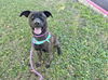 adoptable Dog in , AZ named COCOA