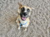 adoptable Dog in , AZ named SAPPHIRE