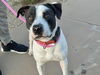 adoptable Dog in , AZ named ROCKY