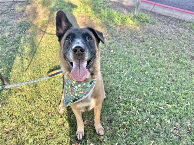 adoptable Dog in Mesa, AZ named TEEMO