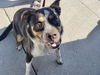 adoptable Dog in , AZ named MOLLY