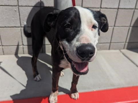 adoptable Dog in Mesa, AZ named KYO