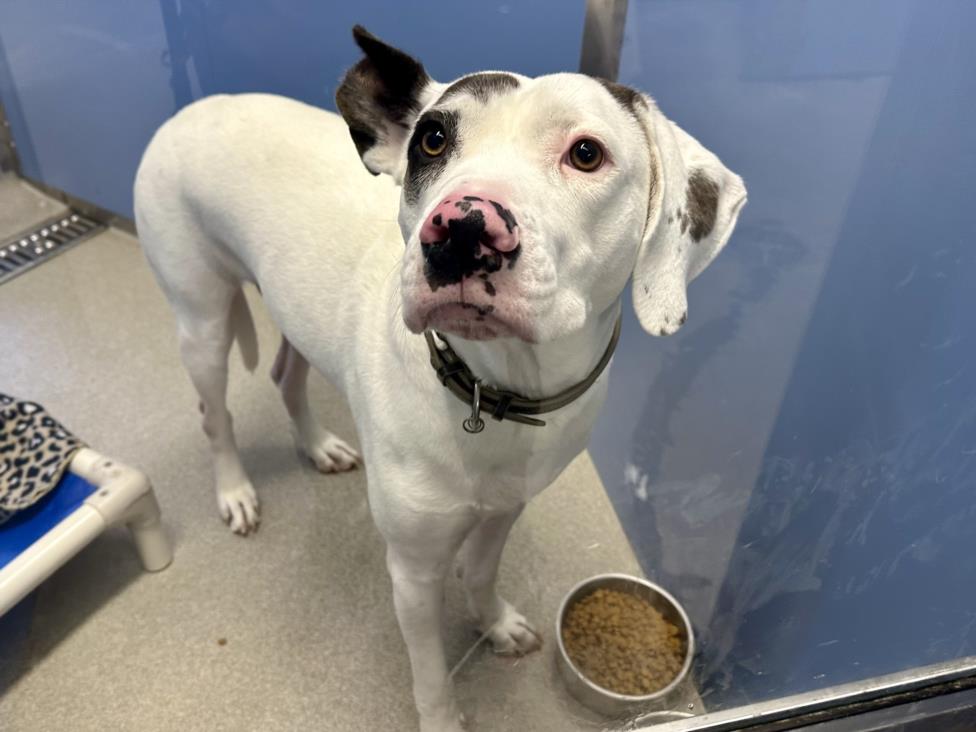 adoptable Dog in Mesa, AZ named MAXIMUS III