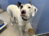 adoptable Dog in , AZ named MAXIMUS III