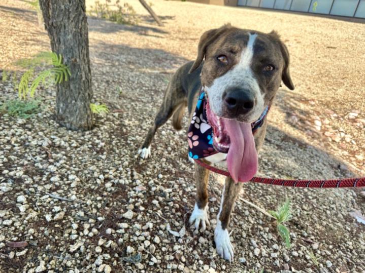 adoptable Dog in Mesa, AZ named GIANT