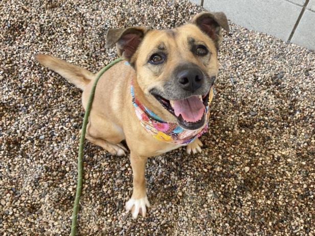 adoptable Dog in Mesa, AZ named PERDITA