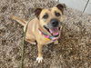 adoptable Dog in , AZ named PERDITA