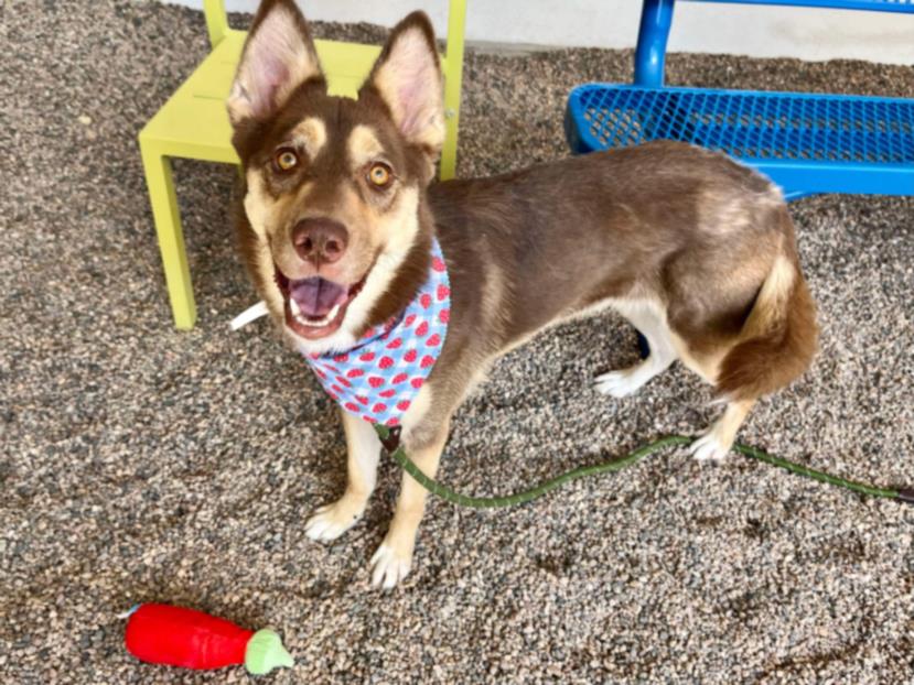 adoptable Dog in Mesa, AZ named DEE DEE