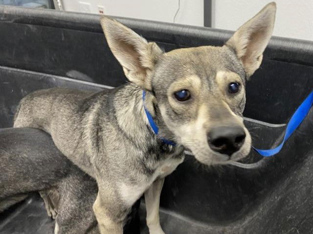 adoptable Dog in Mesa, AZ named LILO