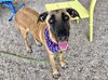 adoptable Dog in , AZ named SPIRIT