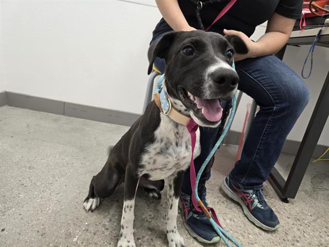 adoptable Dog in Mesa, AZ named DEJA