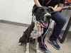 adoptable Dog in , AZ named DEJA