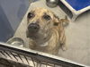 adoptable Dog in Mesa, AZ named TWINKLE STAR