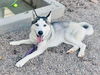 adoptable Dog in Mesa, AZ named SABER