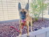 adoptable Dog in , AZ named ANGELINA