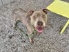 adoptable Dog in , AZ named NAWLA