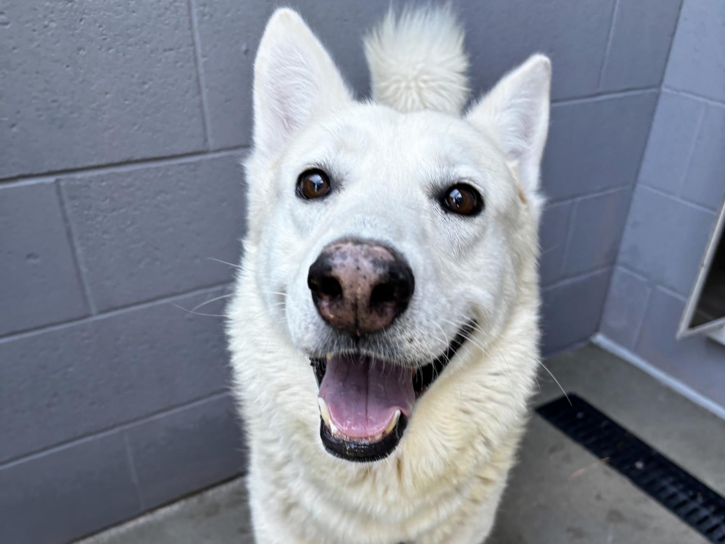 adoptable Dog in Mesa, AZ named CHOOCH