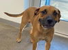 adoptable Dog in , AZ named ZORRO