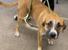 adoptable Dog in , AZ named DAX