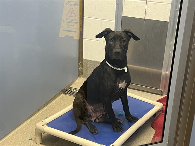 adoptable Dog in Mesa, AZ named STELLA