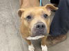 adoptable Dog in , AZ named RITA