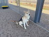 adoptable Dog in Mesa, AZ named SHILOH