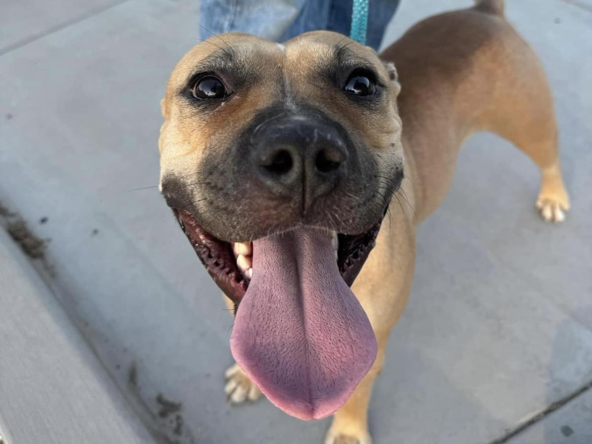 adoptable Dog in Mesa, AZ named TOOTSIE