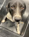 adoptable Dog in , AZ named MICKEY