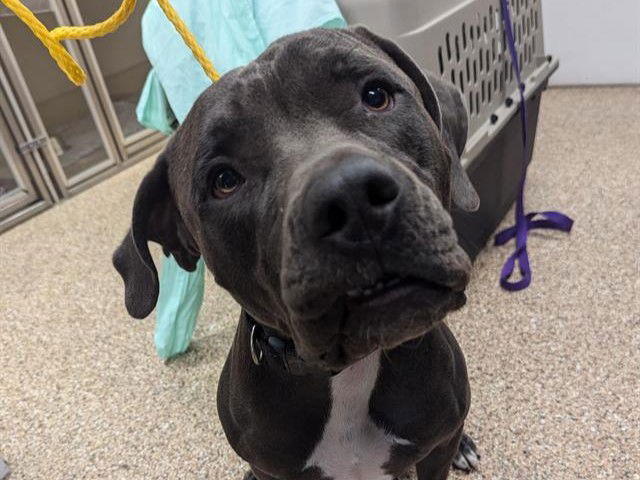 adoptable Dog in Mesa, AZ named KINGSTON