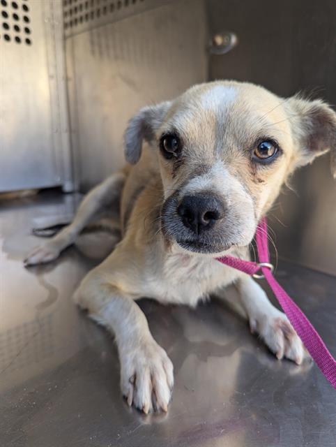 adoptable Dog in Mesa, AZ named LIL' BENNY