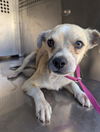 adoptable Dog in Mesa, AZ named LIL