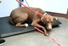 adoptable Dog in , AZ named GALILEO