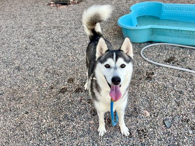 adoptable Dog in Mesa, AZ named PEACHY