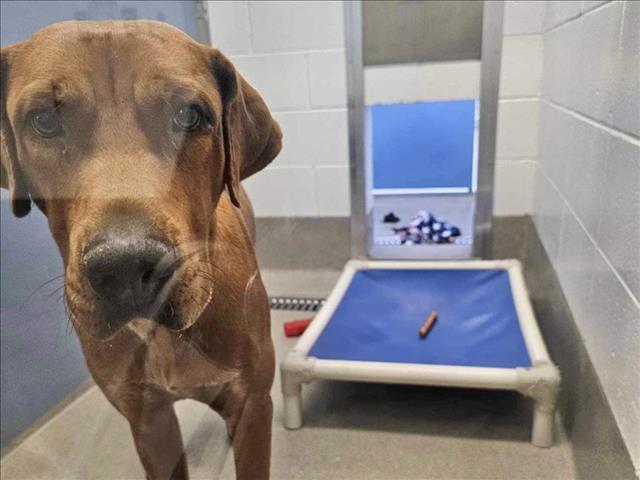 adoptable Dog in Mesa, AZ named SAWYER