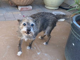 adoptable Dog in Mesa, AZ named AUDRA