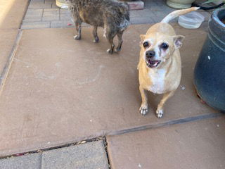 adoptable Dog in Mesa, AZ named ADA