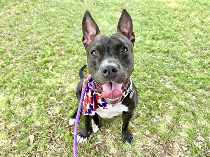 adoptable Dog in Mesa, AZ named RAVENNA