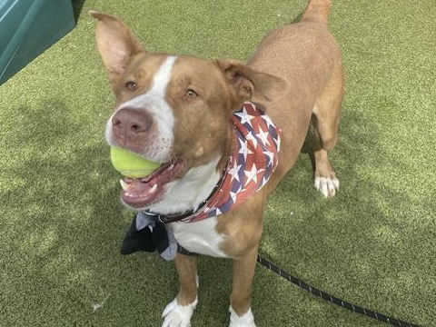 adoptable Dog in Mesa, AZ named MISTER