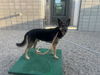 adoptable Dog in Mesa, AZ named SLATER