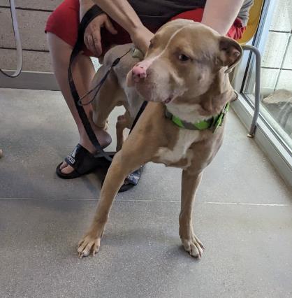 adoptable Dog in Mesa, AZ named BILLY THE KID