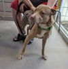 adoptable Dog in Mesa, AZ named BILLY THE KID