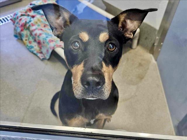 adoptable Dog in Mesa, AZ named SALLY MAE