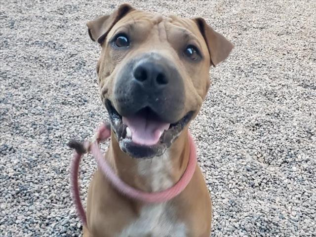 adoptable Dog in Mesa, AZ named BUSTER BROWN