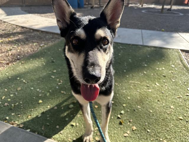 adoptable Dog in Mesa, AZ named LILY