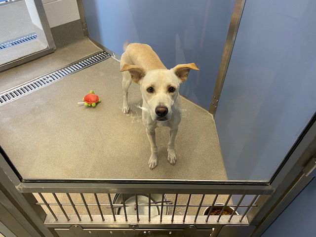 adoptable Dog in Mesa, AZ named BAILEY