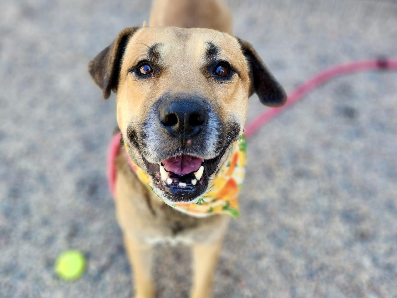 adoptable Dog in Mesa, AZ named BENJI